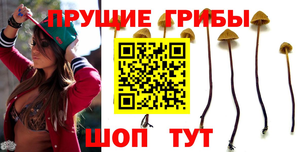 Псилоцибиновые грибы GOLDEN TEACHER Балтийск